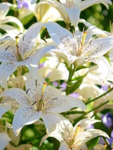Edelmira del Carmen Alvarado Celedon